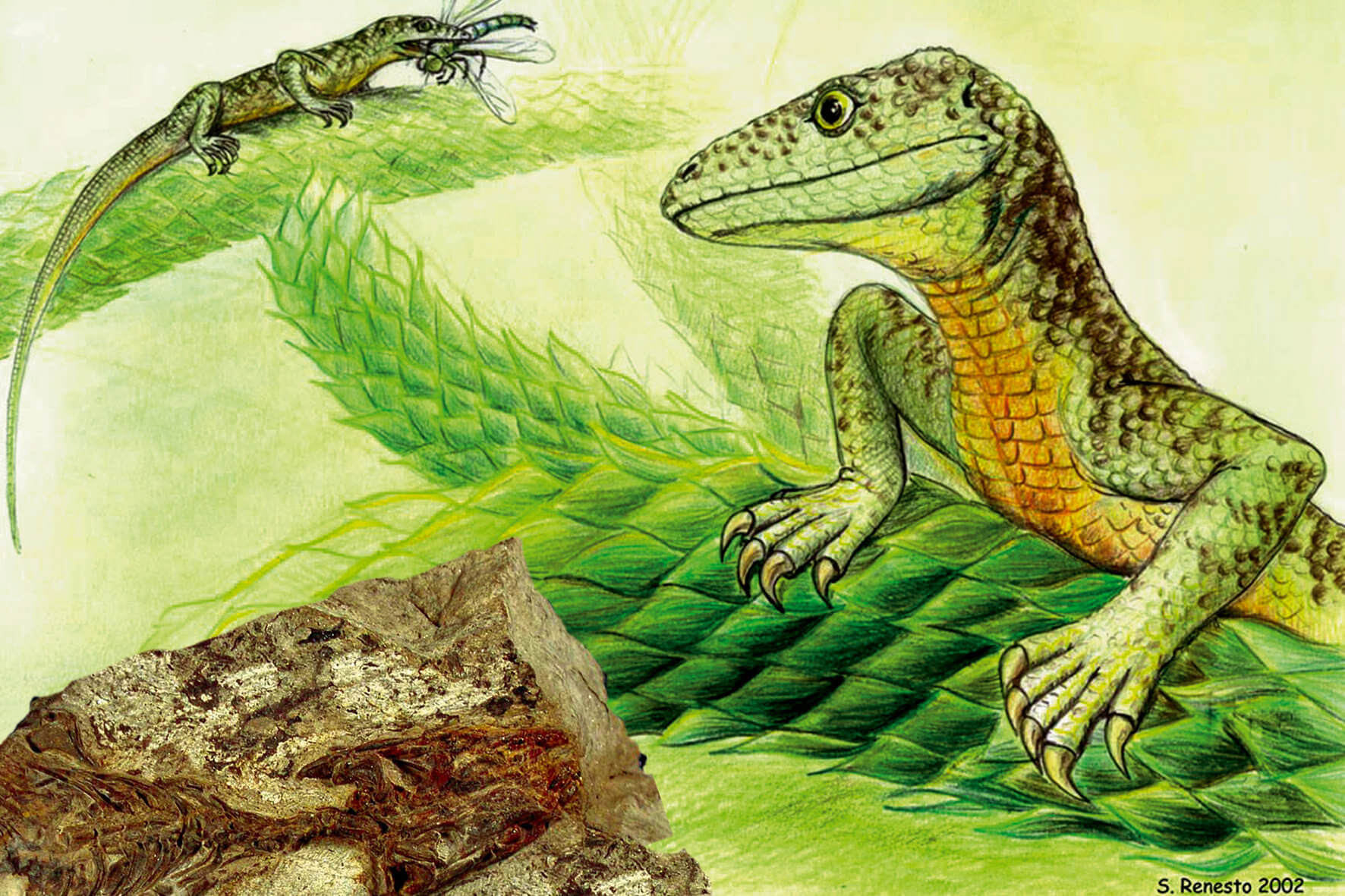 Megachirella Wachtleri