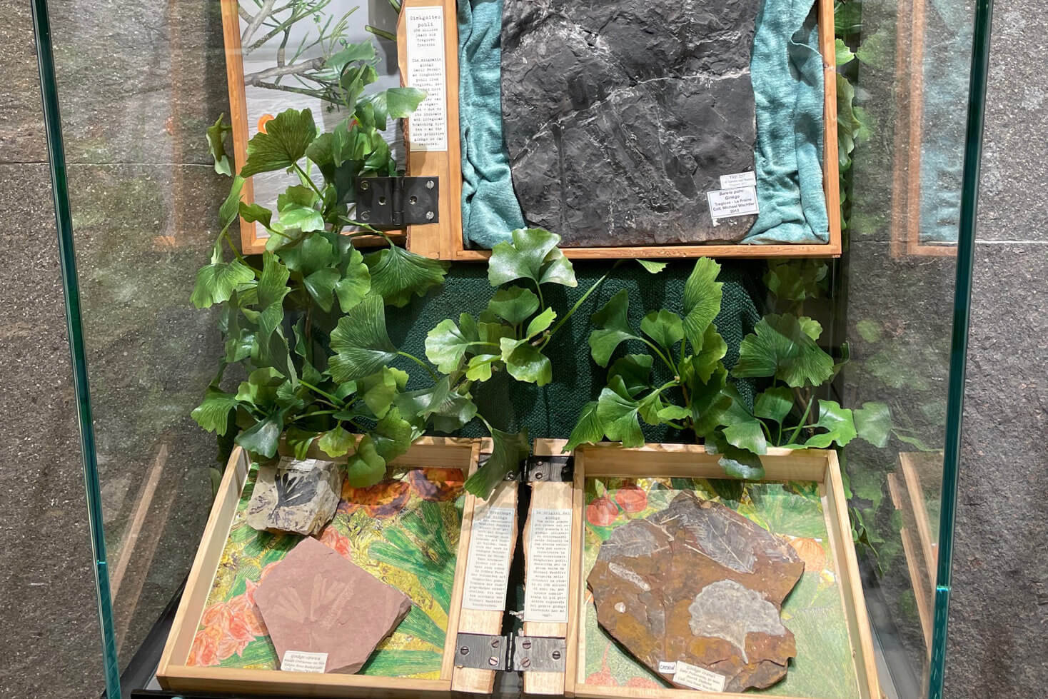 La magia delle piante